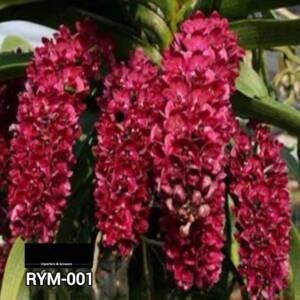 Rynchostylis medium size plant - RYM 001