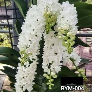 Rynchostylis medium size plant- RYM 004