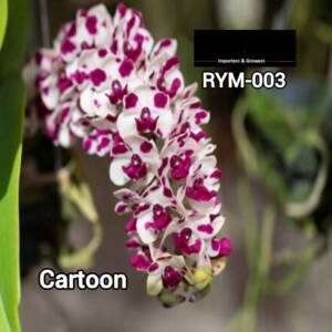Rynchostylis medium size plant - RYM 003