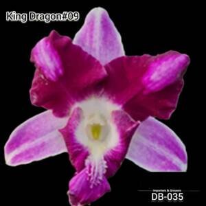 Dendrobium mature - DB 09