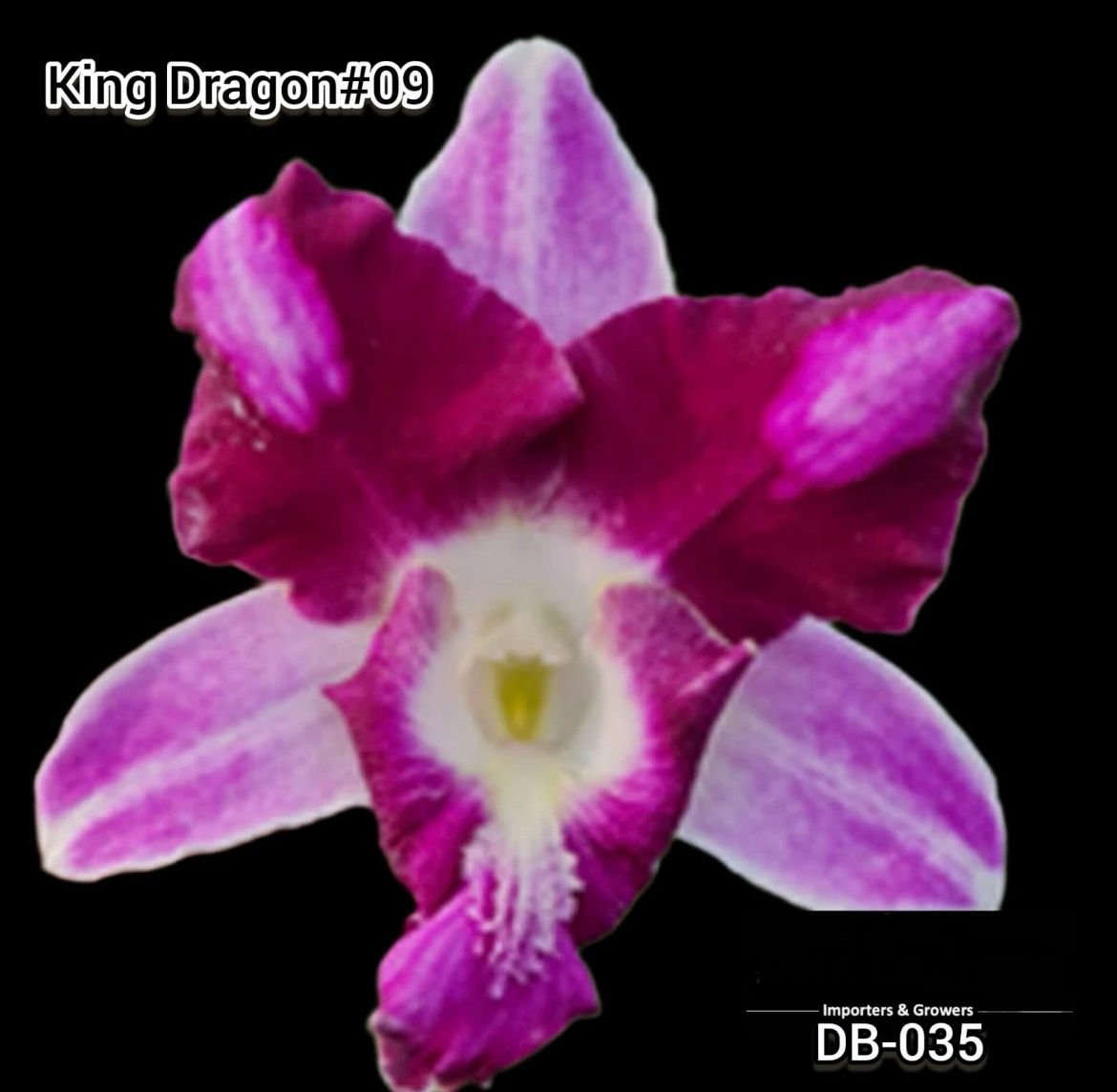 Dendrobium mature - DB 09