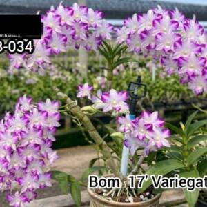 Dendrobium mature  - DB 034