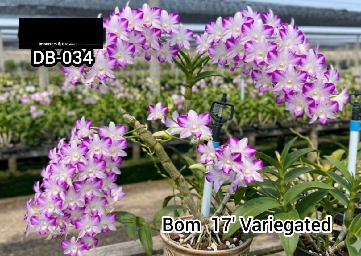 Dendrobium mature - DB 034