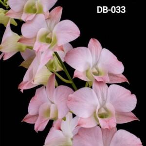 Dendrobium mature - DB  033