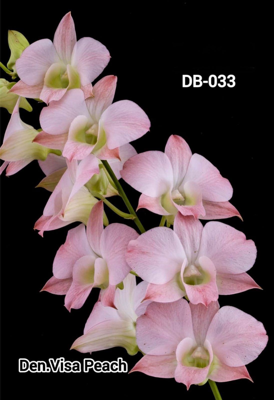 Dendrobium mature - DB 033