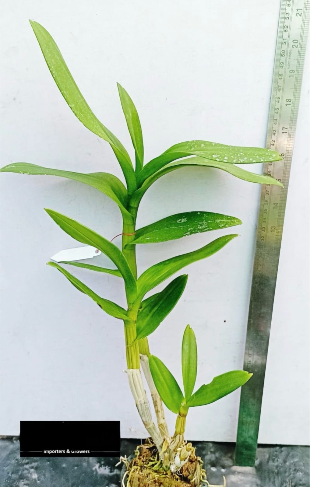 Dendrobium mature - DB 09 - Image 2