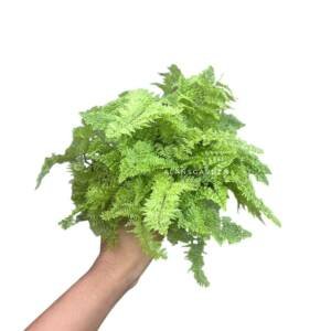 Cotton candy miniature fern - bushy