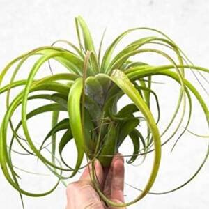 Tillandsia Brachycaulos