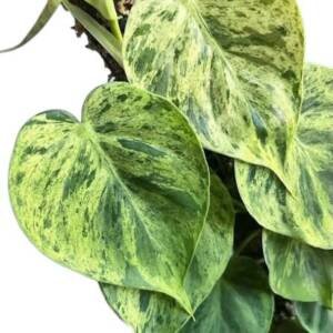 Philodendron hederaceum