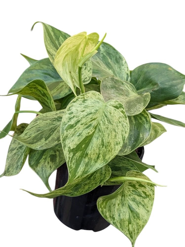 Philodendron hederaceum - Image 2