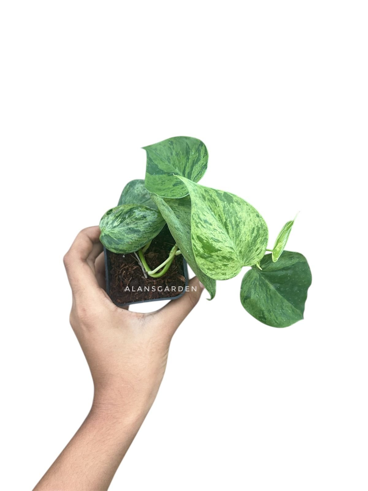 Philodendron hederaceum - Image 4