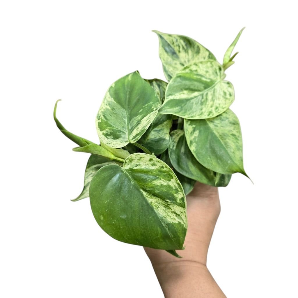 Philodendron hederaceum - Image 3