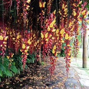 Thunbergia Mysorensis  (Mysore Clock Vine)