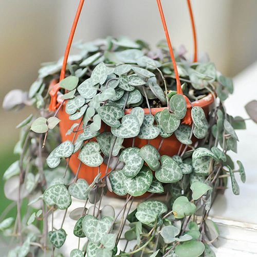 String of Hearts - jiffy bag - Image 2
