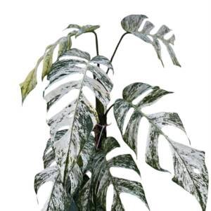 Cebu Blue Variegated