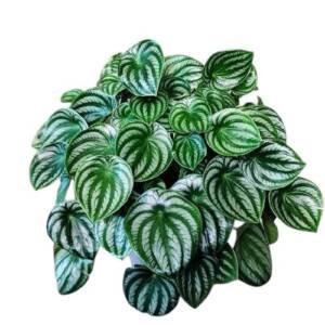 Watermelon Peperomia - Small pot