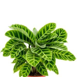 Calathea Zebrina