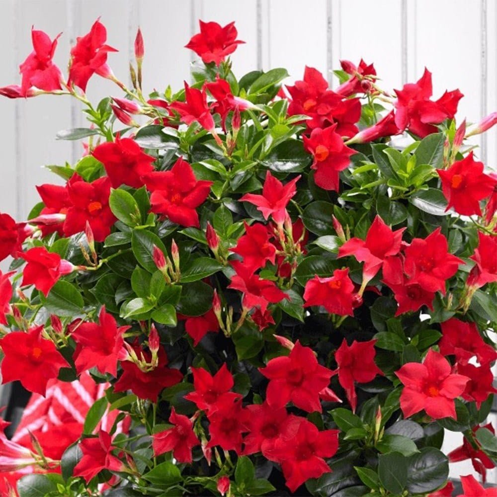 Mandevilla Red - Image 2