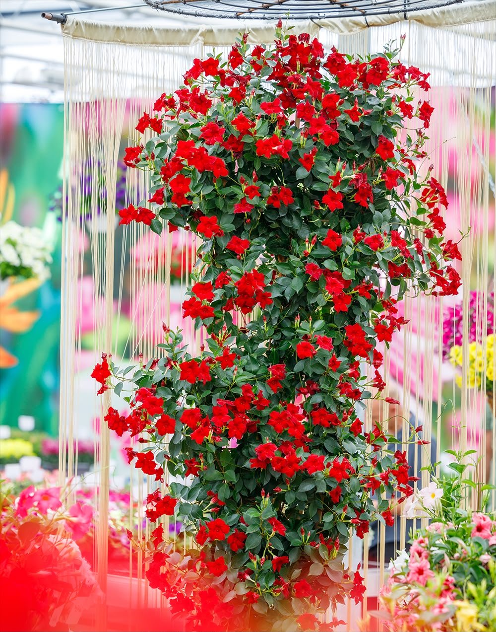 Mandevilla Red