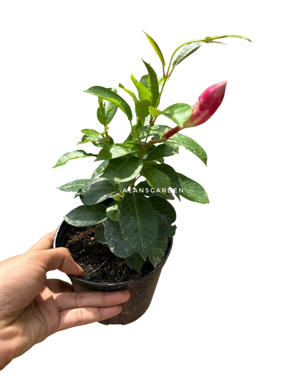 Mandevilla Red - Image 3