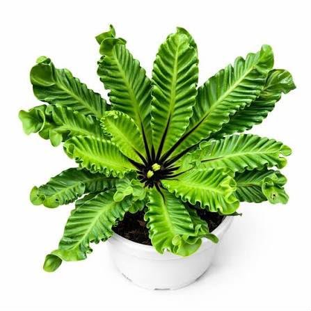 Cobra fern