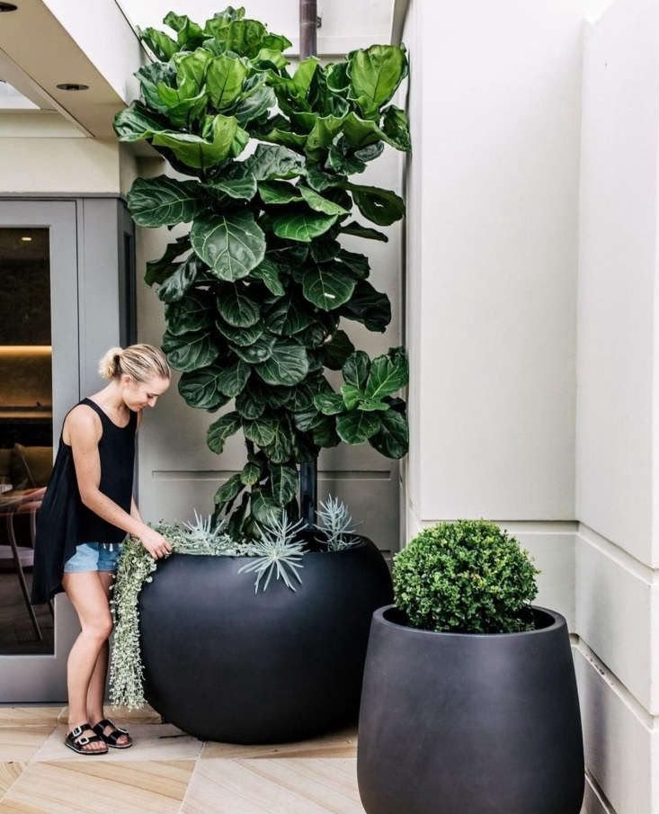 Fiddle leaf fig