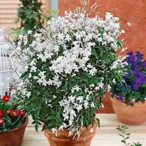 American Jasmine