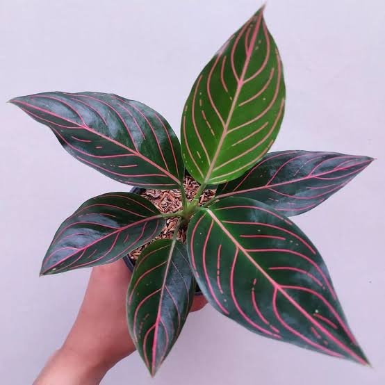 Aglaonema Rotundum - Small