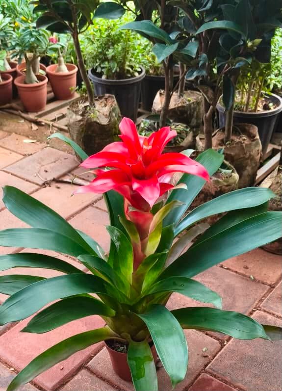 Guzmania (Bromeliad) - Image 2