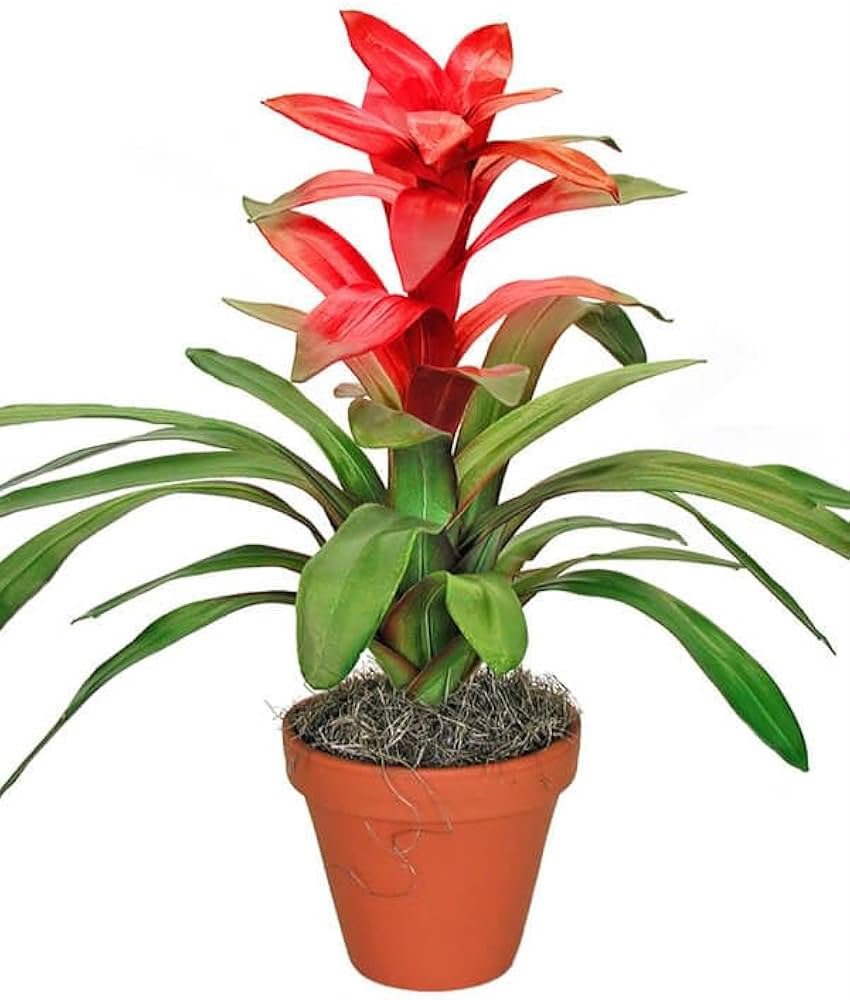 Guzmania (Bromeliad)