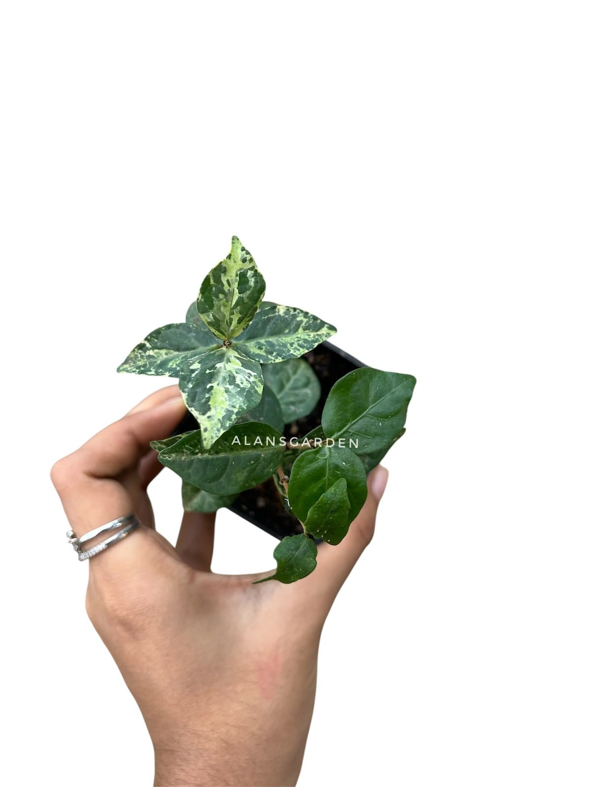 Ficus Pumila 'Tricolor' (Variegated Creeping Fig) - Image 3