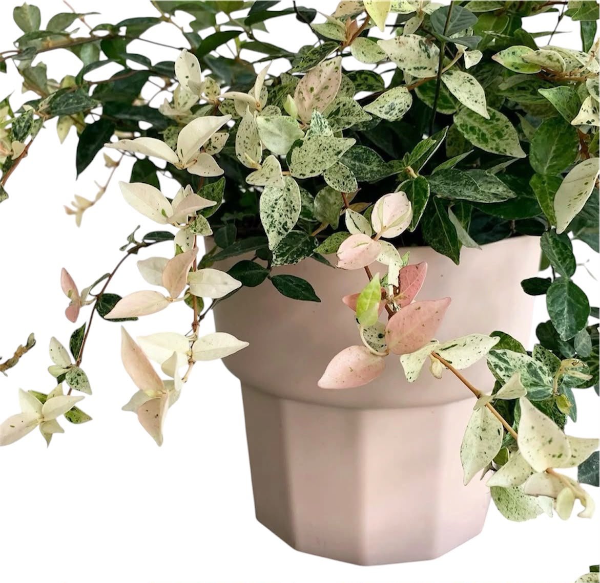 Ficus Pumila 'Tricolor' (Variegated Creeping Fig) - Image 2
