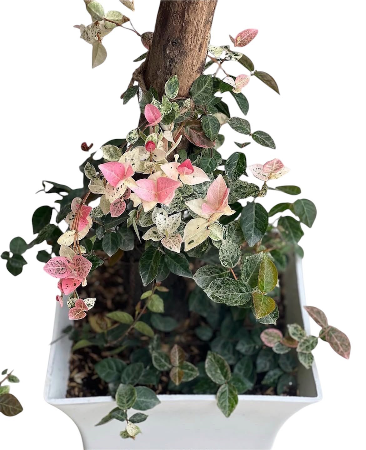 Ficus Pumila 'Tricolor' (Variegated Creeping Fig)