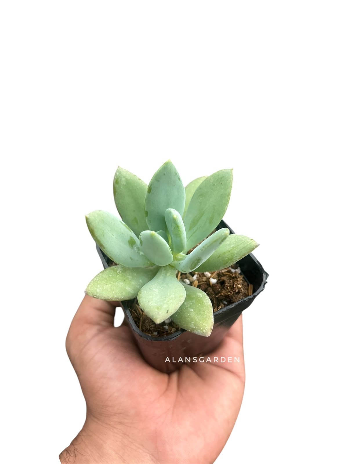 Succulent Code 8
