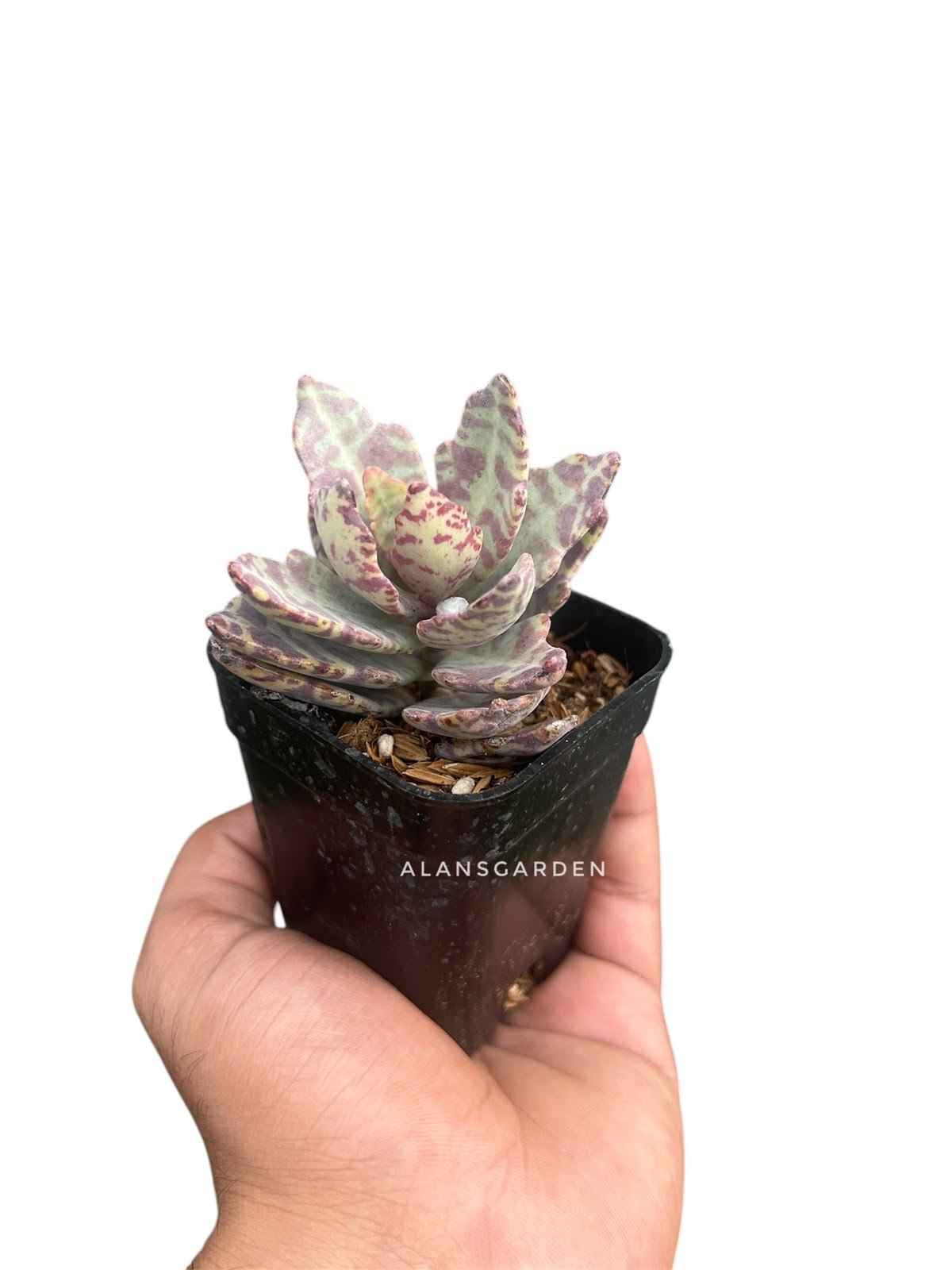 Succulent Code 5 - Image 2