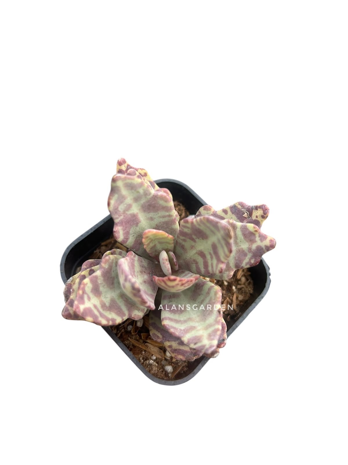 Succulent Code 5