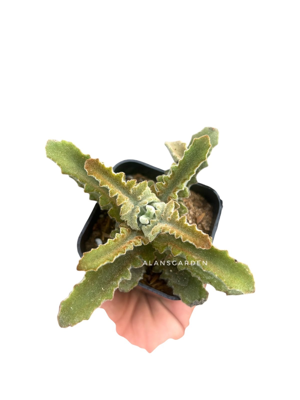 Succulent Code 7
