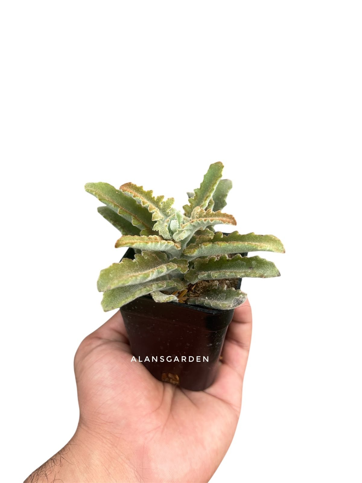 Succulent Code 7 - Image 2