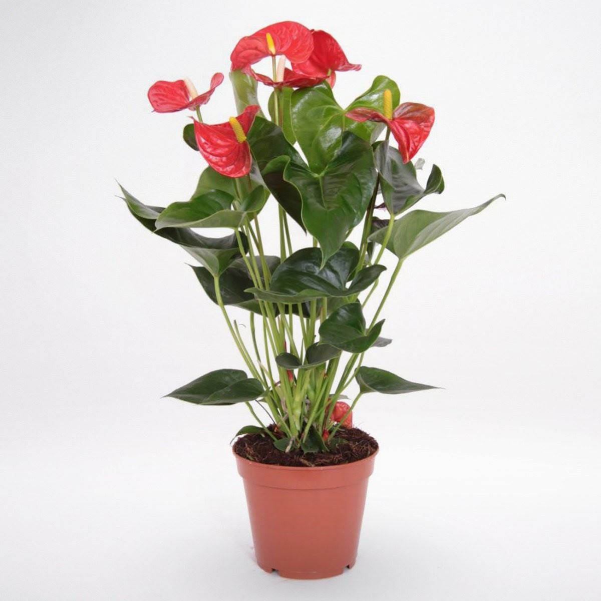 Anthurium Red - small