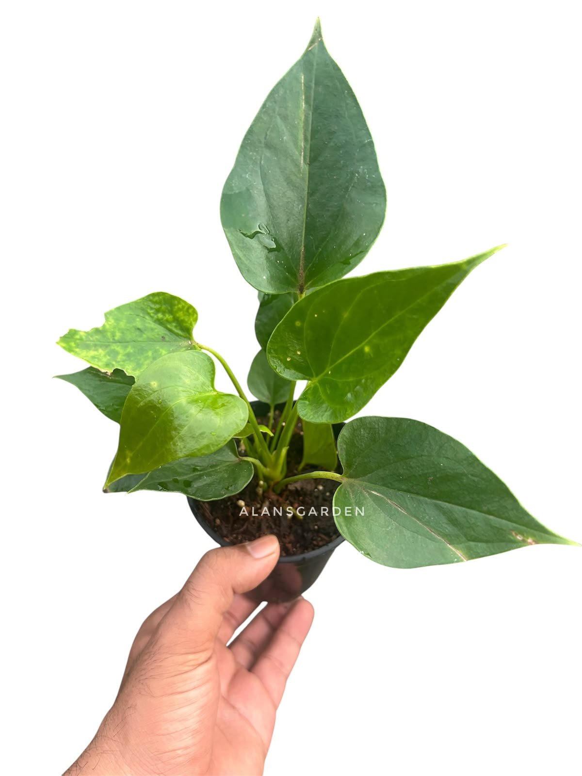 Anthurium Red - small - Image 2