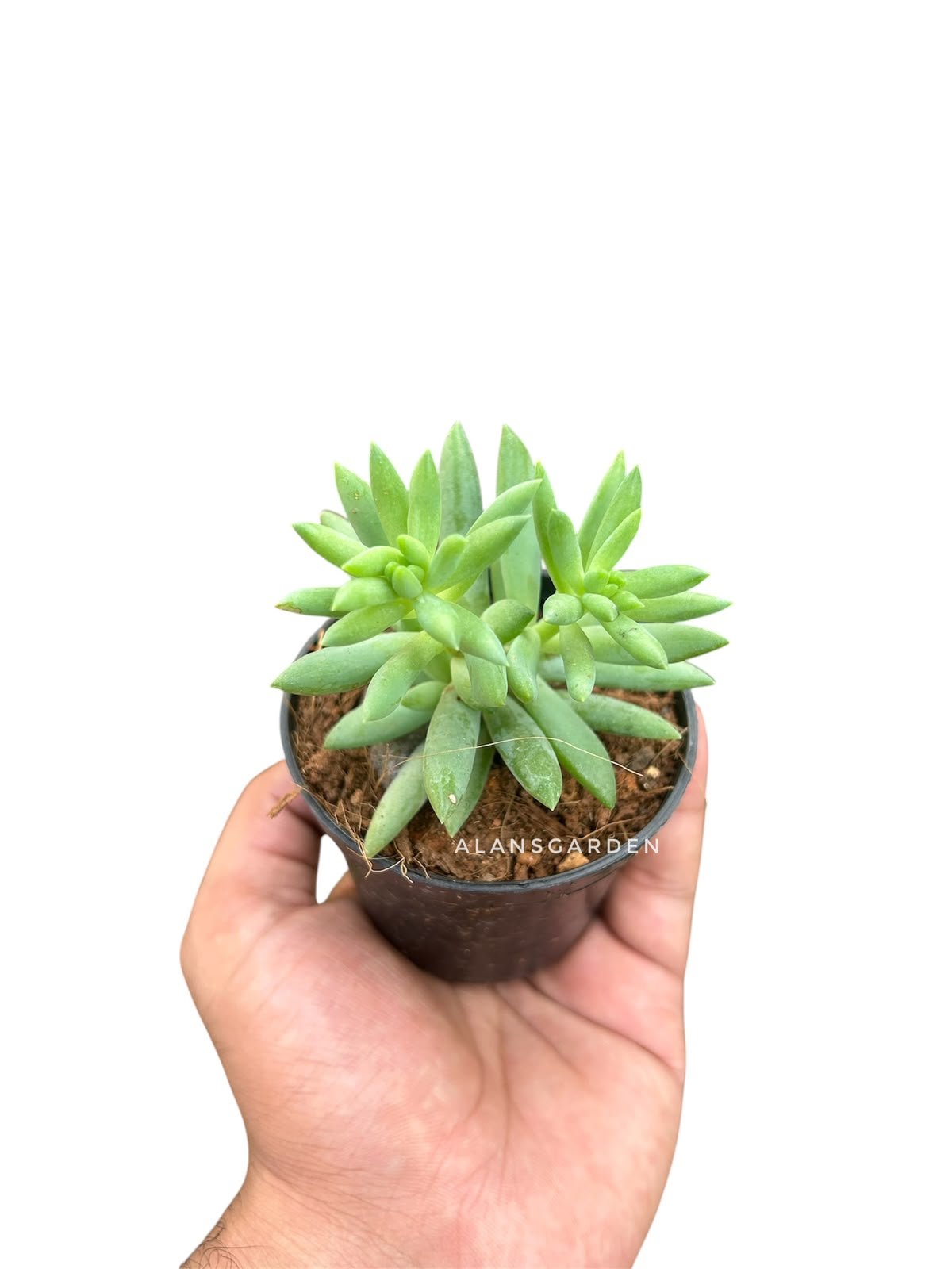 Succulent Code 10