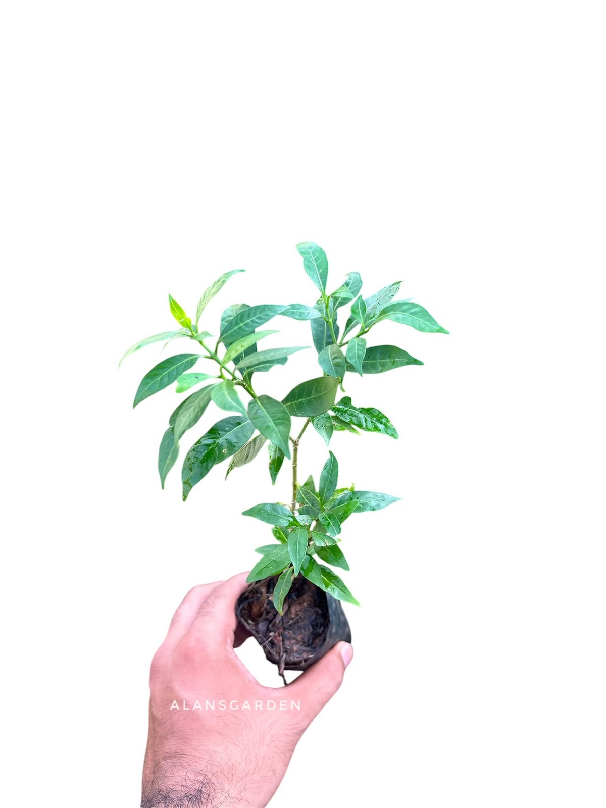 Crape Jasmine - Image 2