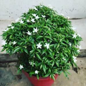 Crape Jasmine