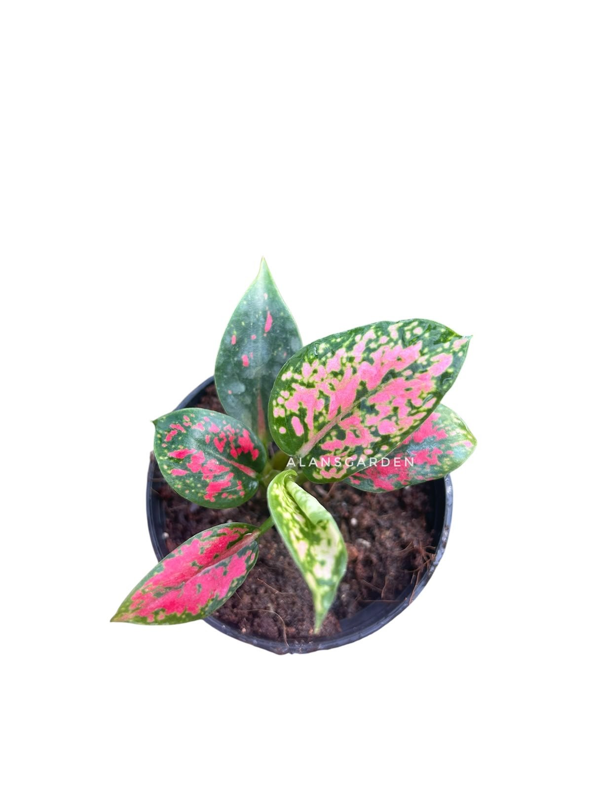 Aglaonema Kumkoon - Small - Image 2