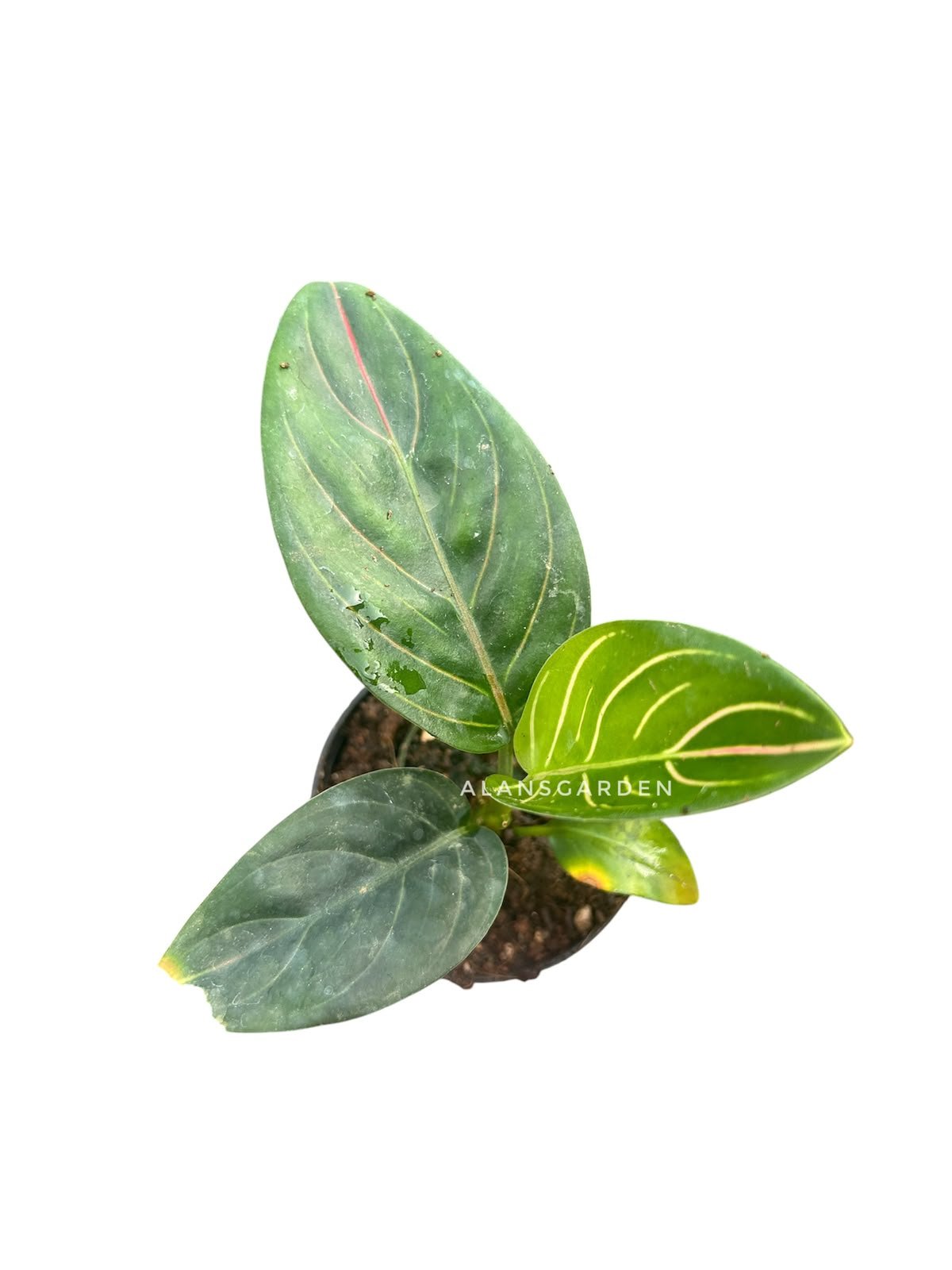 Aglaonema Rotundum - Small - Image 2