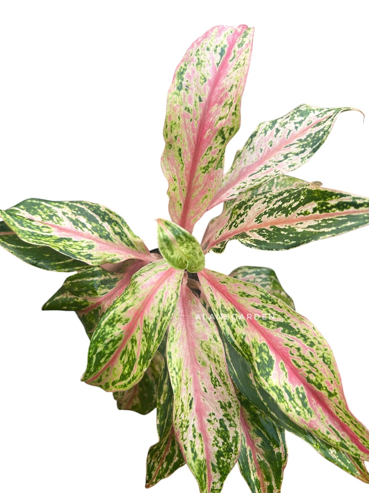 Aglaonema Code 88 - Image 3