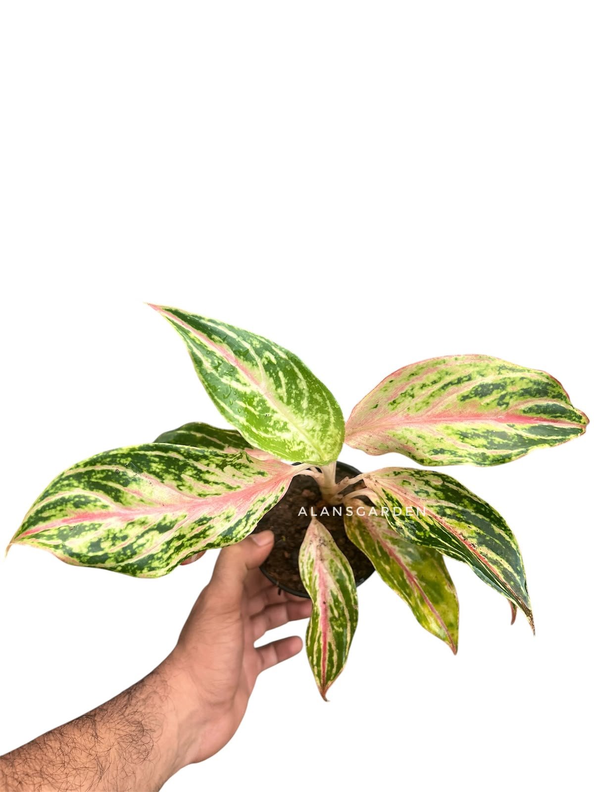 Aglaonema Code 88 - Image 2