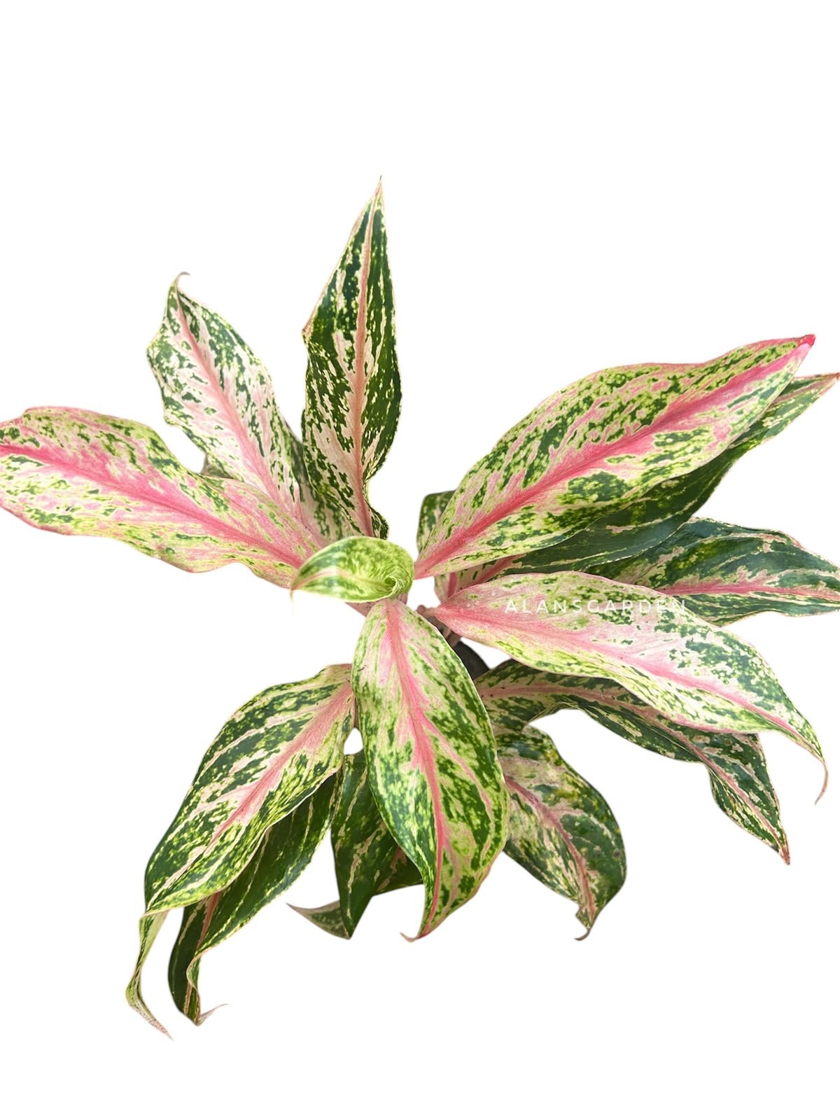 Aglaonema Code 88