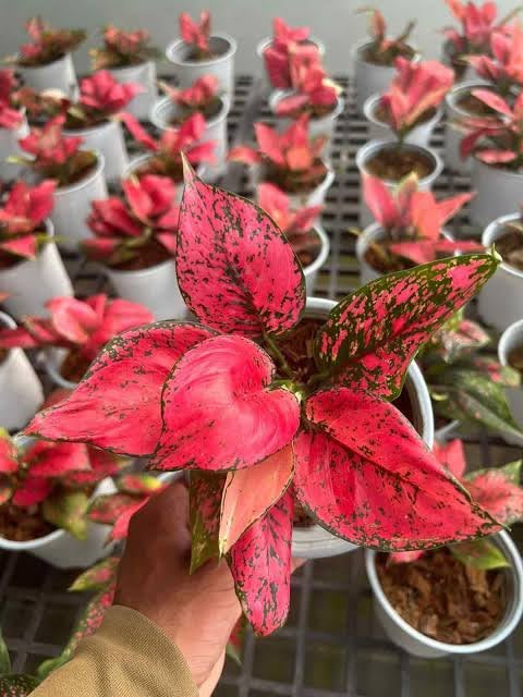 Aglaonema Kumkoon - Small