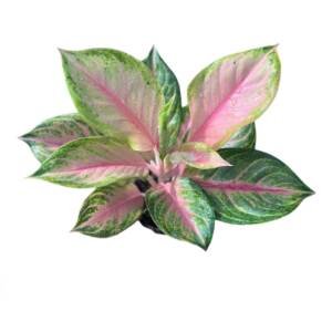 Aglaonema 'Pink Cabbage